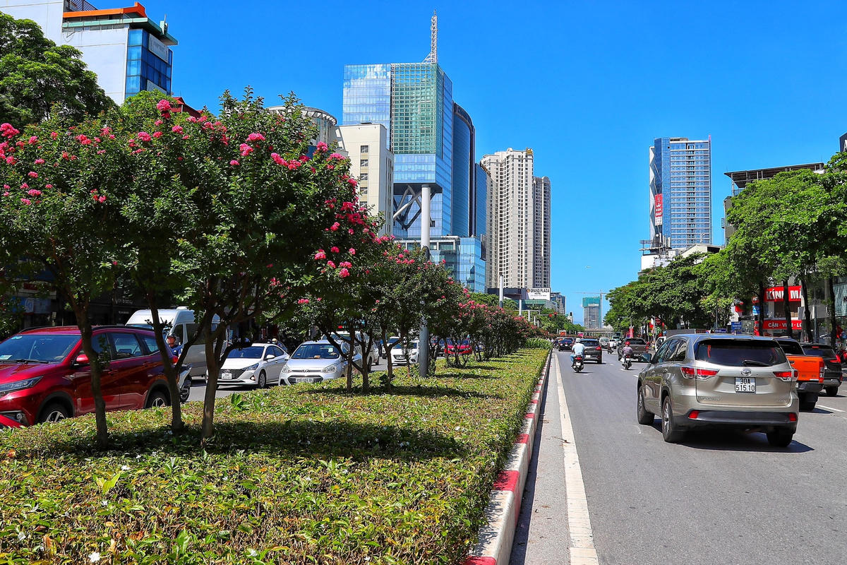 Hoa tường vi khoe sắc trên con đường từng được mệnh danh 'đẹp nhất Việt Nam'