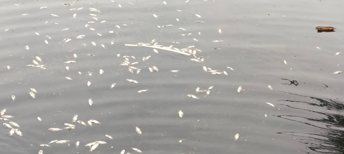 Lượng cá chết bắt đầu phân huỷ, gây nên mùi hôi nồng nặc, ảnh hưởng cuộc sống người dân 2 bên kênh.