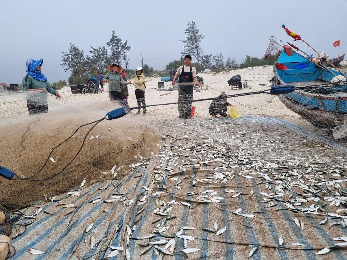 Ngư dân Quảng Bình trúng luồng cá trích.
