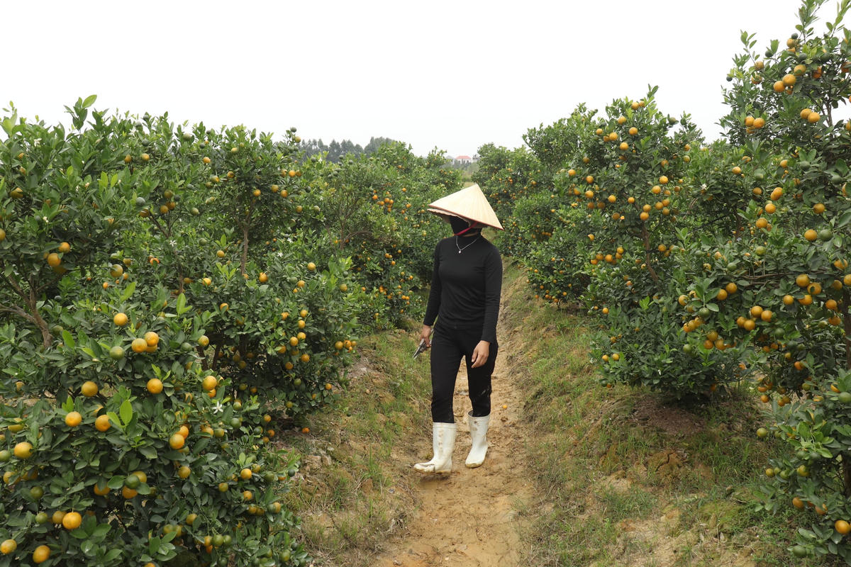 Những ngày này, tranh thủ thời tiết tạnh ráo, những người trồng quất cảnh tại xã Hợp Tiến cố gắng hoàn thành nốt những công đoạn cuối cùng như tuốt lá, tỉa cành, gò thế, làm đẹp cho cây trước khi mang đi bán cho khách trưng Tết.