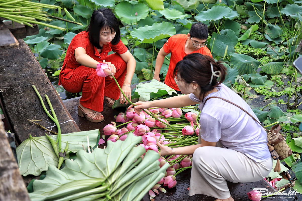 sen_bach_diep_ho_tay-le-khanh11.jpg