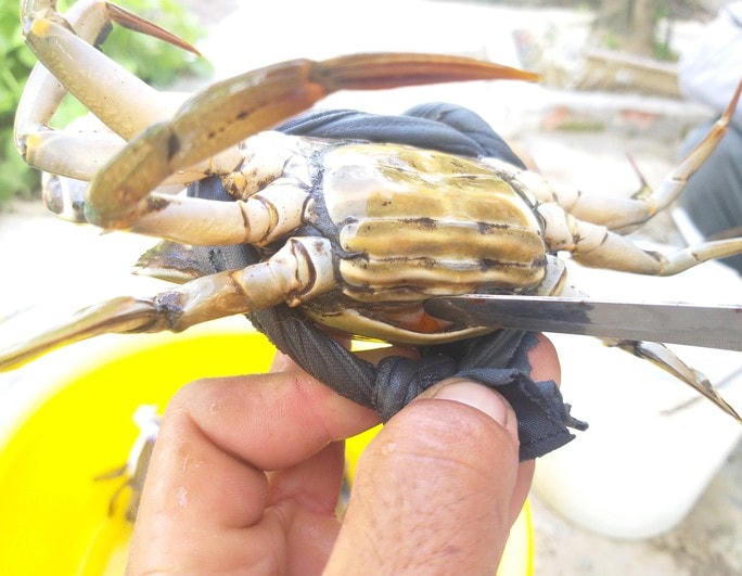 Giá cua biển ở Cà Mau tăng mạnh trong những ngày qua