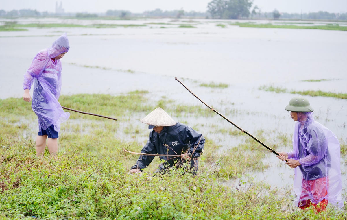 Muốn đập được chuột, người dân phải đảo mắt xung quanh, tay khua gậy khắp nơi để chuột hoảng mà chạy. Ảnh: Cẩm Kỳ