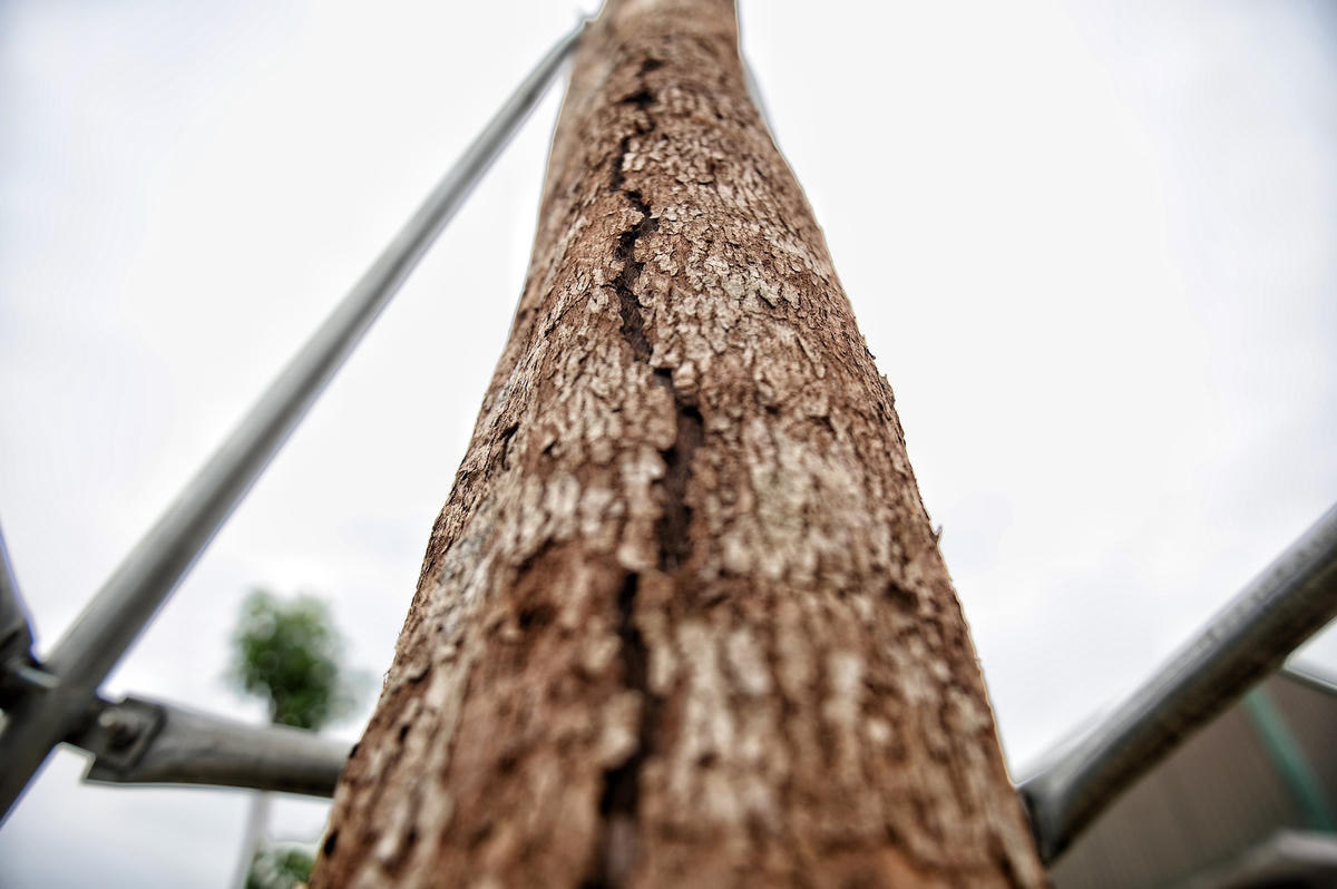 Hà Nội: Hàng cây héo khô trên tuyến đường mới mở, ai sẽ chịu trách nhiệm?