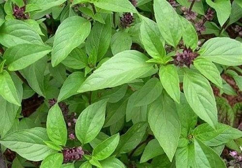 Húng quế có một mùi thơm hắc khiến muỗi không dám lại gần. Ảnh: Pinterest.