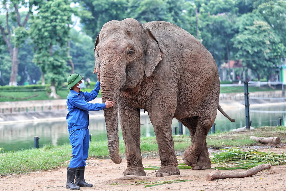 "Việc các chú voi được thả tự do đi lại xung quanh khuôn viên chuồng sẽ khiến các chú voi được thoải mái hơn. Các em nhỏ đi thăm sở thú cũng sẽ được nhìn thấy các chú voi sinh hoạt trong chuồng một cách tự nhiên nhất có thể", chị Huyền cho hay.