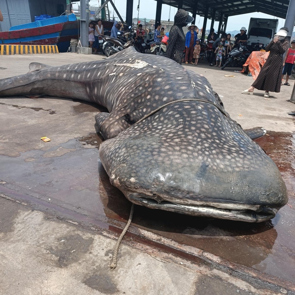Con cá nặng khoảng 2,5 tân, dài 8m.
