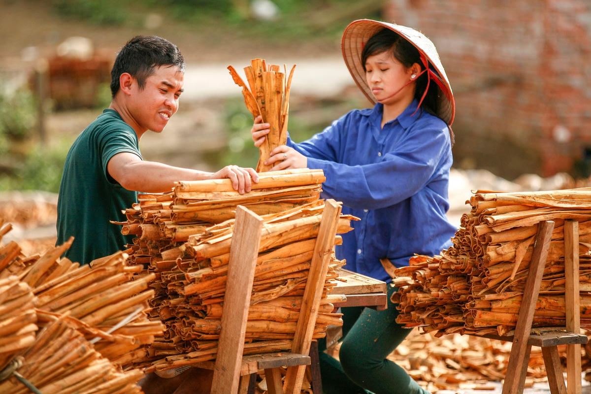 Niềm vui thu hoạch quế của đồng bào Dao ở xã Đồng Văn, huyện Bình Liêu, tỉnh Quảng Ninh.