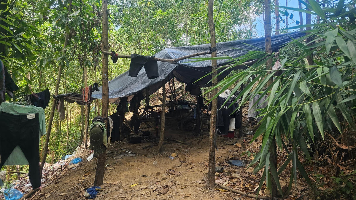 Một nơi nghỉ của phu vàng trong rừng keo.