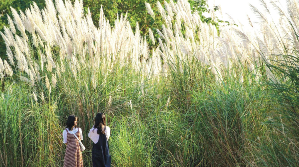 Mùa hoa lau bên sông Hồng.