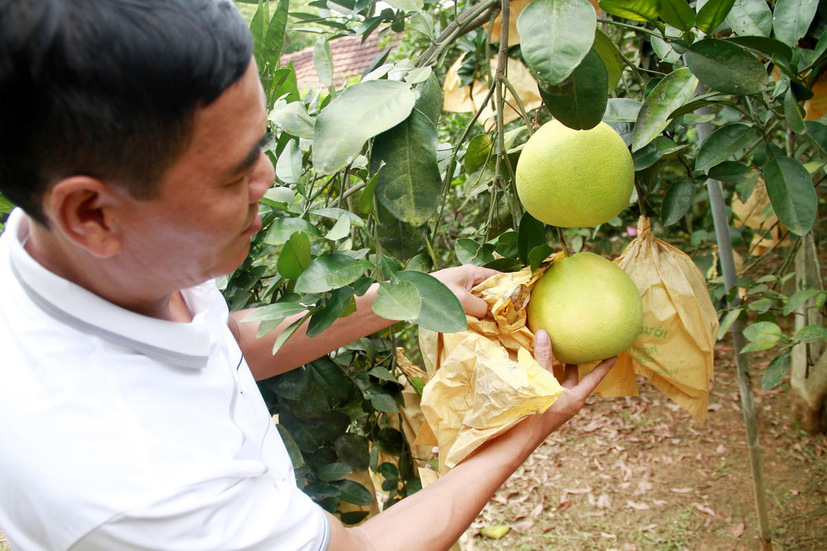 Anh Trần Thanh Long (53 tuổi, trú tại thôn Đông Trà, xã Hương Trà, huyện Hương Khê) có hơn 300 gốc bưởi, mỗi năm thu hoạch trung bình từ 300-400 triệu đồng.