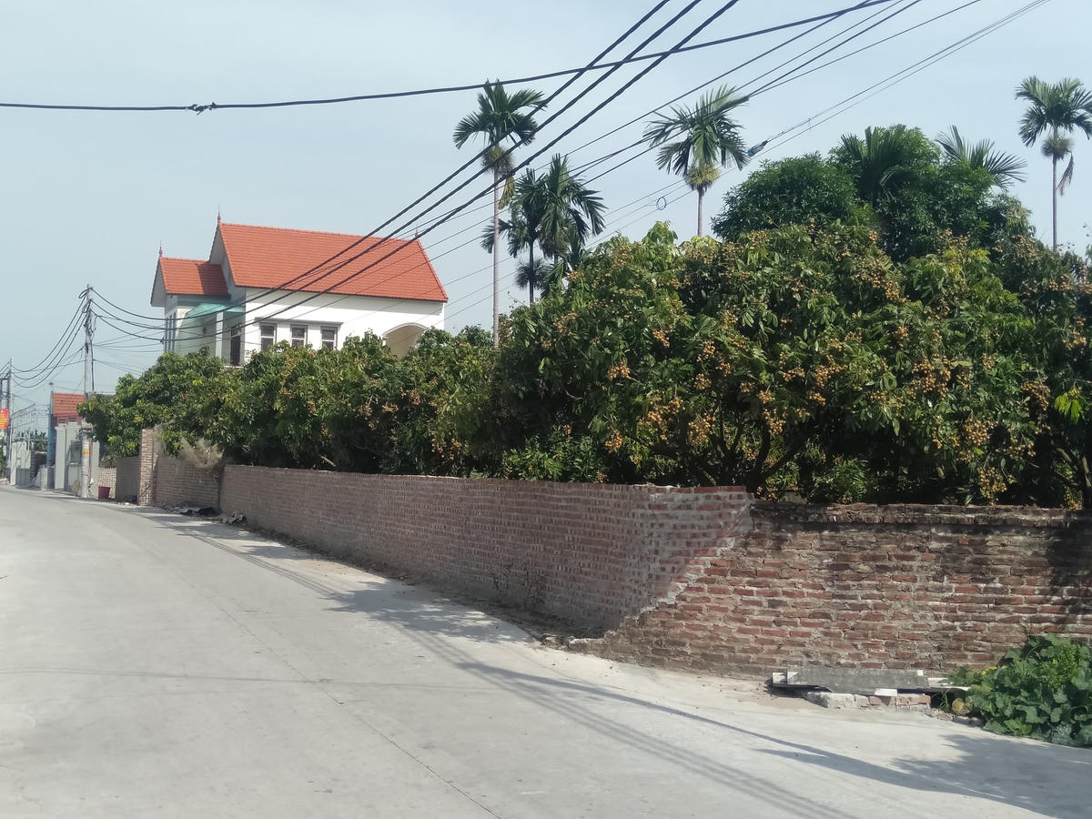 Mùa nhãn chín và những ngôi nhà xây mới ở Khoái Châu, Hưng Yên.  