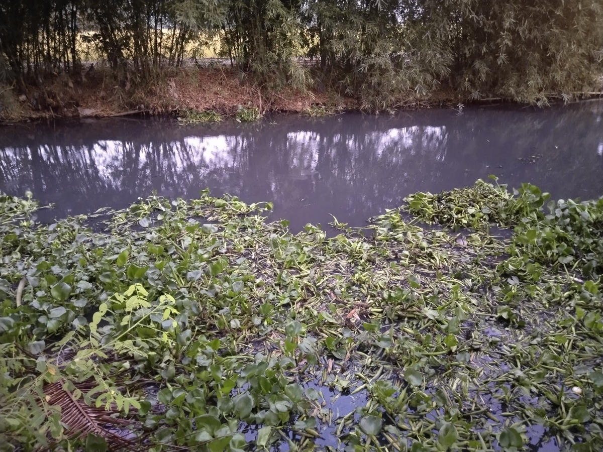 Nước dòng kênh sông bị ô nhiễm nặng ngả màu đen quánh, bốc mùi hôi thối nồng nặc.