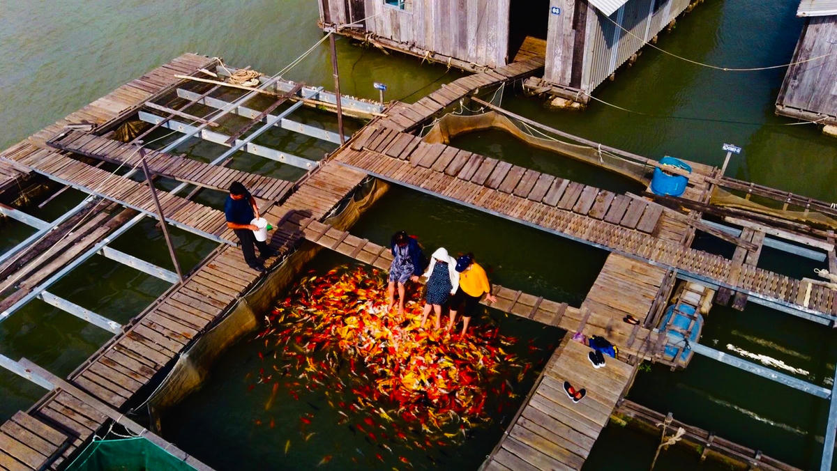 Du khách trải nghiệm tại bè cá Bảy Bong trên sông Hậu.