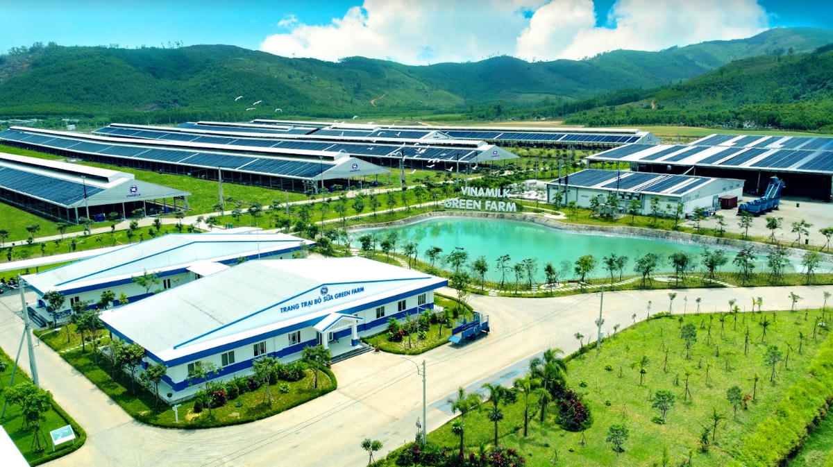 Hệ thống trang trại sinh thái Vinamilk Green Farm được xây dựng tại Tây Ninh, Quảng Ngãi, Thanh Hóa với quy mô đàn bò sữa 20.000 con.
