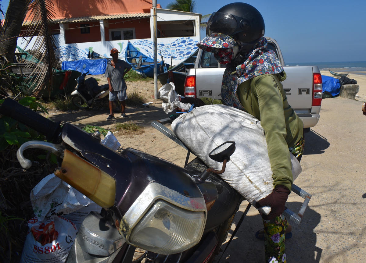 Dùng xe máy chở ốc gạo đi bán cho thương lái.