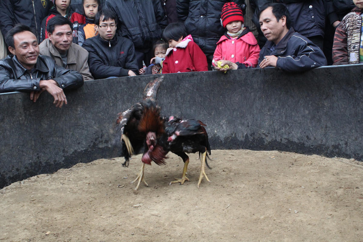 Trò chơi chọi gà. Ảnh: Thư Hoàng.
