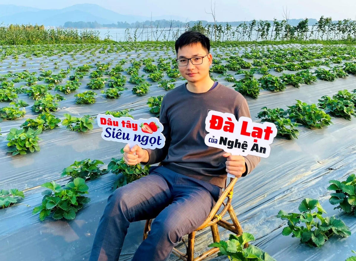 Những quả dâu tây được trồng ở bãi sông Lam.  