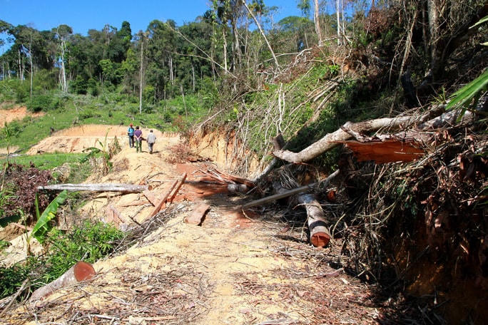 Rừng nguyên sinh bị chặt phá.