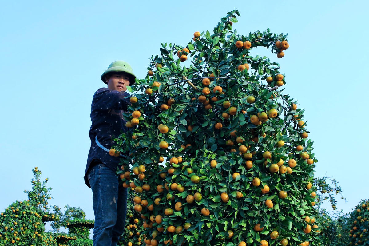 Một cây quất lục bình đẹp thì yêu cầu quả phải căng mọng, vàng, lá tươi xanh và nhiều lộc non.