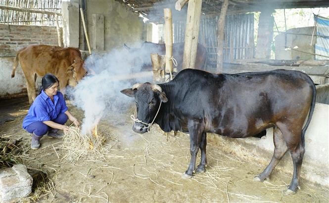 Bà con nông dân chủ động bảo vệ đàn gia súc trong điều kiện thời tiết giá rét. Ảnh: TTXVN.