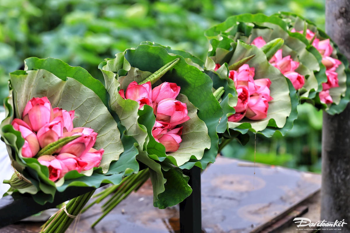 sen_bach_diep_ho_tay-le-khanh3.jpg