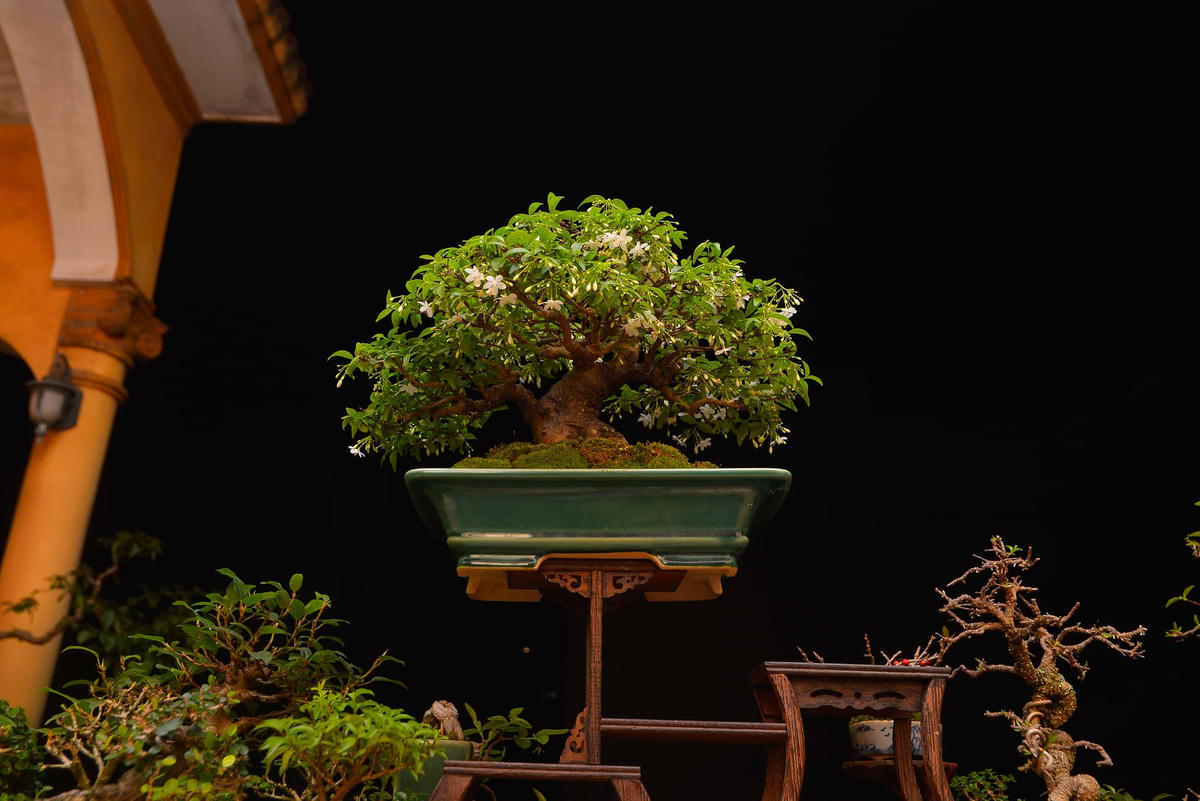 Mỗi thế bonsai đều thể hiện một tính cách độc đáo riêng.