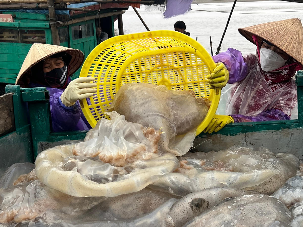 Không như các loại hải sản khác phải đánh bắt xa bờ, sứa chỉ cần đánh ven bờ, việc đầu tư ngư lưới cụ đánh bắt sứa lại đơn giản, ít tốn kém hơn so với các nghề chài lưới khác nhưng mang lại hiệu quả kinh tế cho ngư dân với mức thu cao sau mỗi đêm ra khơi.  