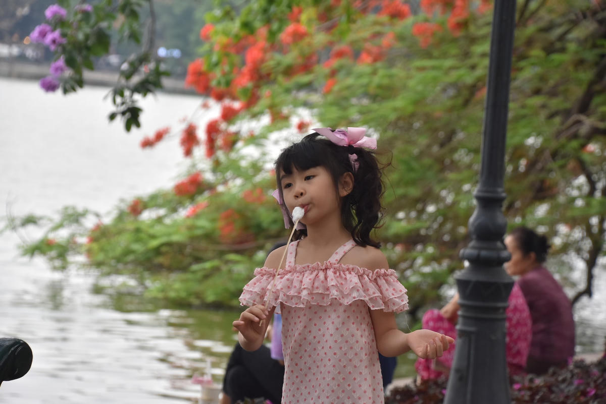 [ẢNH] Không gian phố đi bộ Hồ Gươm rực rỡ sắc hoa phượng vĩ, bằng lăng