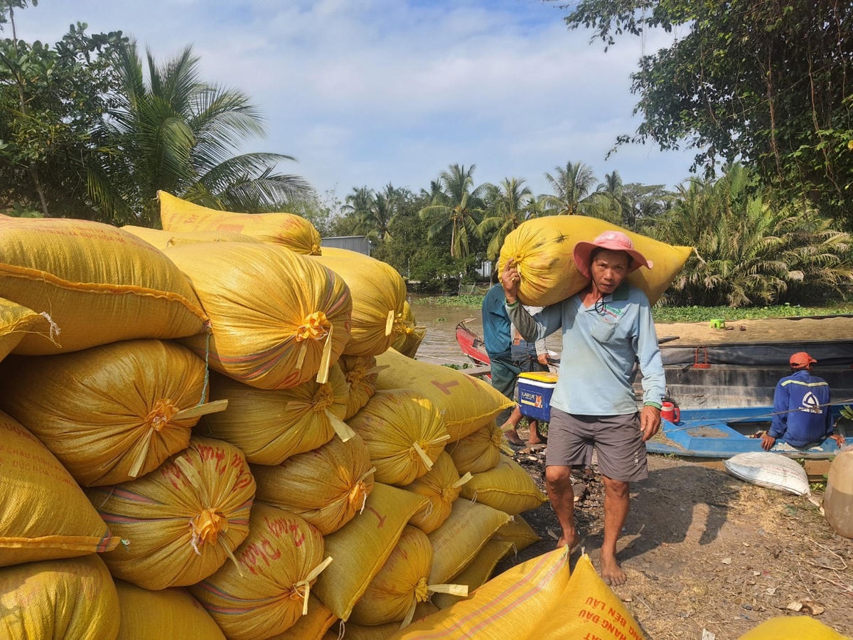 Nông dân Bạc Liêu thu hoạch lúa Đông Xuân.