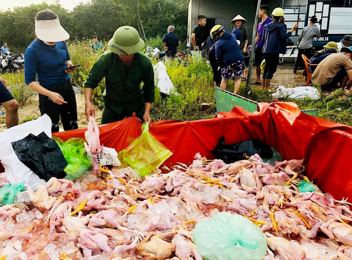 Người dân chung tay "giải cứu" số gà bị chết ngạt.
