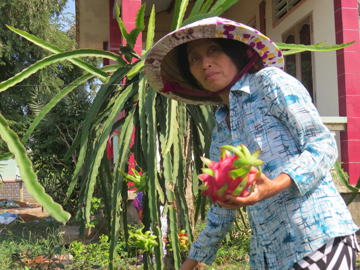 Nông dân miền Tây không còn mặn mà với cây thanh long.