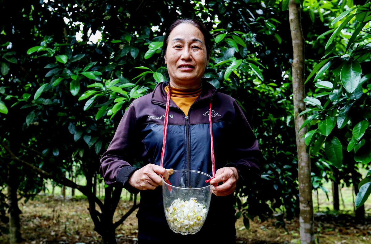 Gia đình bà Phạm Thị Hương (xã Phúc Trạch, huyện Hương Khê) có hơn 300 gốc bưởi, trong đó hơn 200 gốc đã ra hoa. 