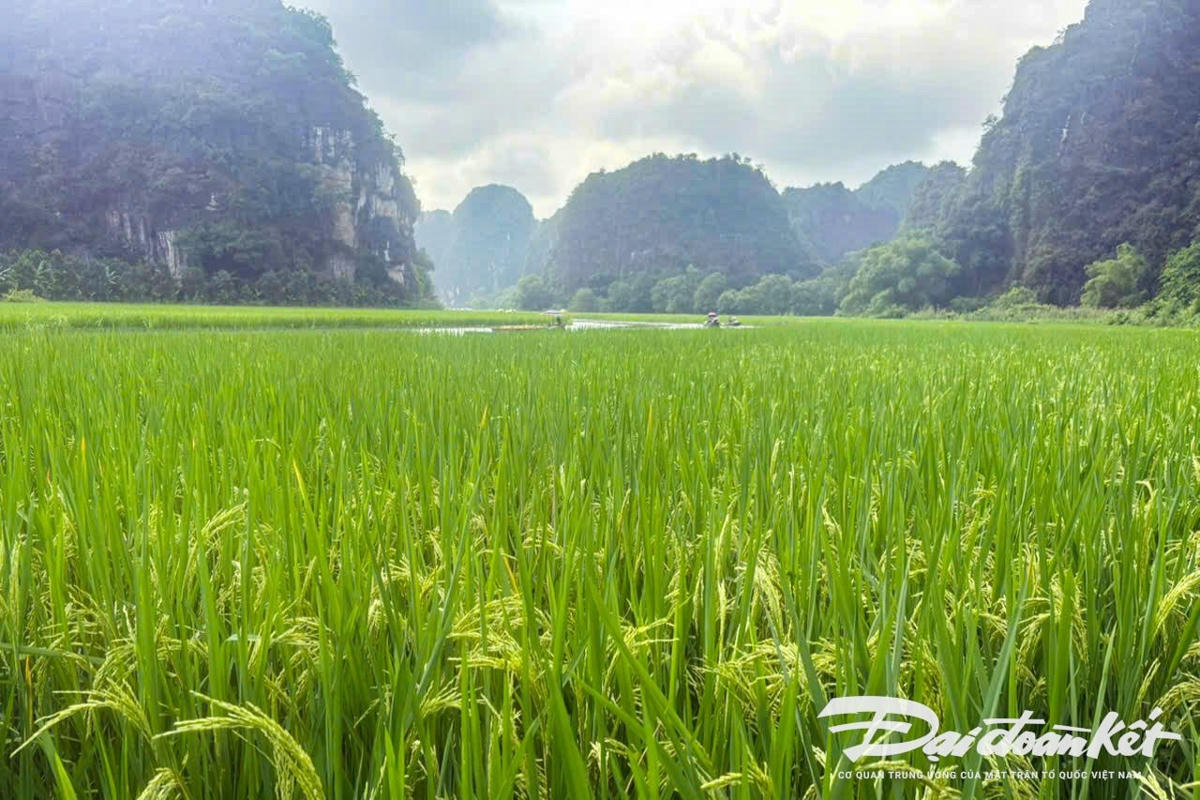 Theo đại diện Ban quản lý khu du lịch Tam Cốc - Bích Động, cách đây khoảng 2 tháng, đơn vị đã cử cán bộ chuyên môn phối hợp với người dân cấy lúa để tạo nên bức tranh với chủ đề 'Cá chép vượt vũ môn'. Ảnh: Đình Minh