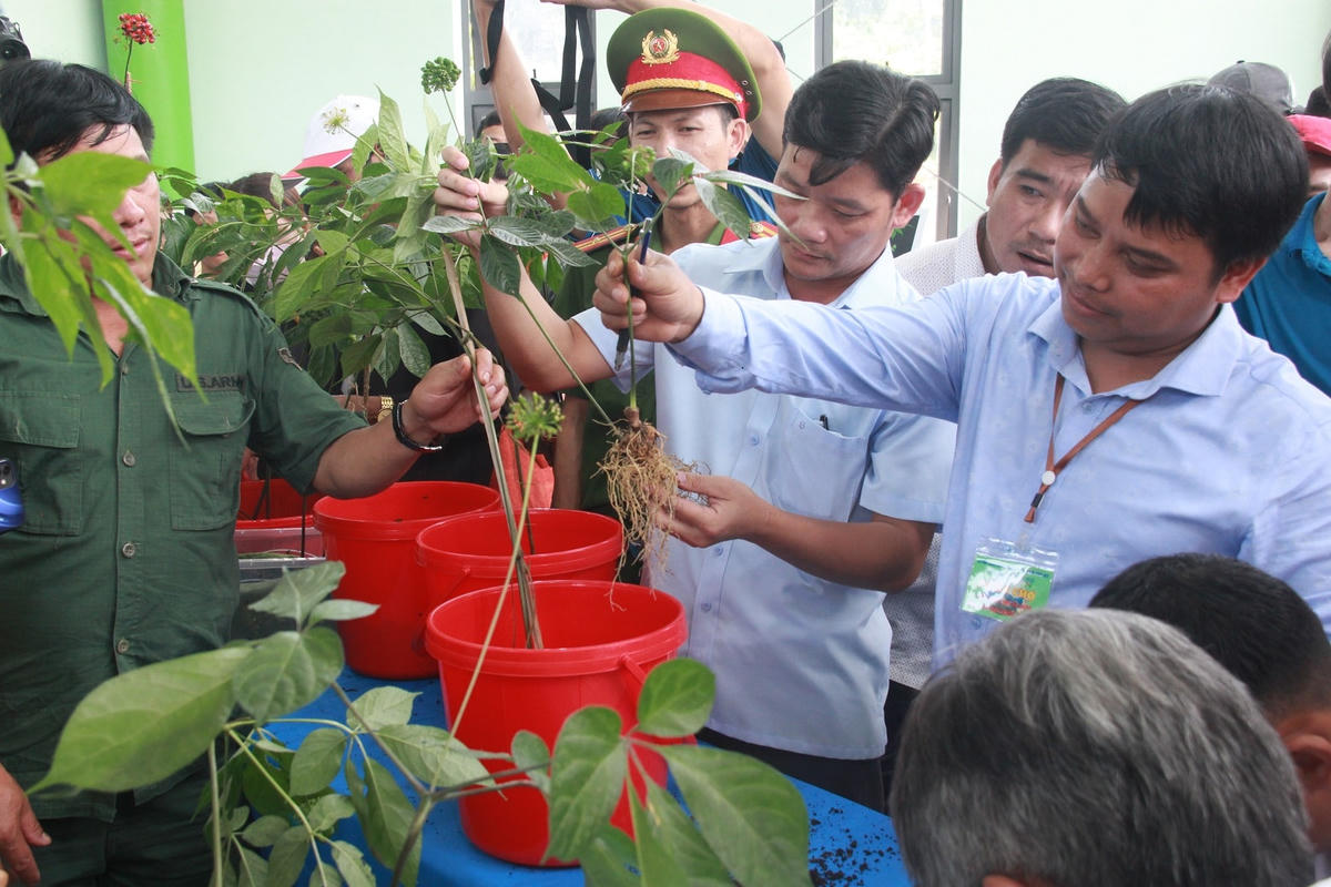 Một góc không gian trưng bày sâm Ngọc Linh tại Lễ hội.