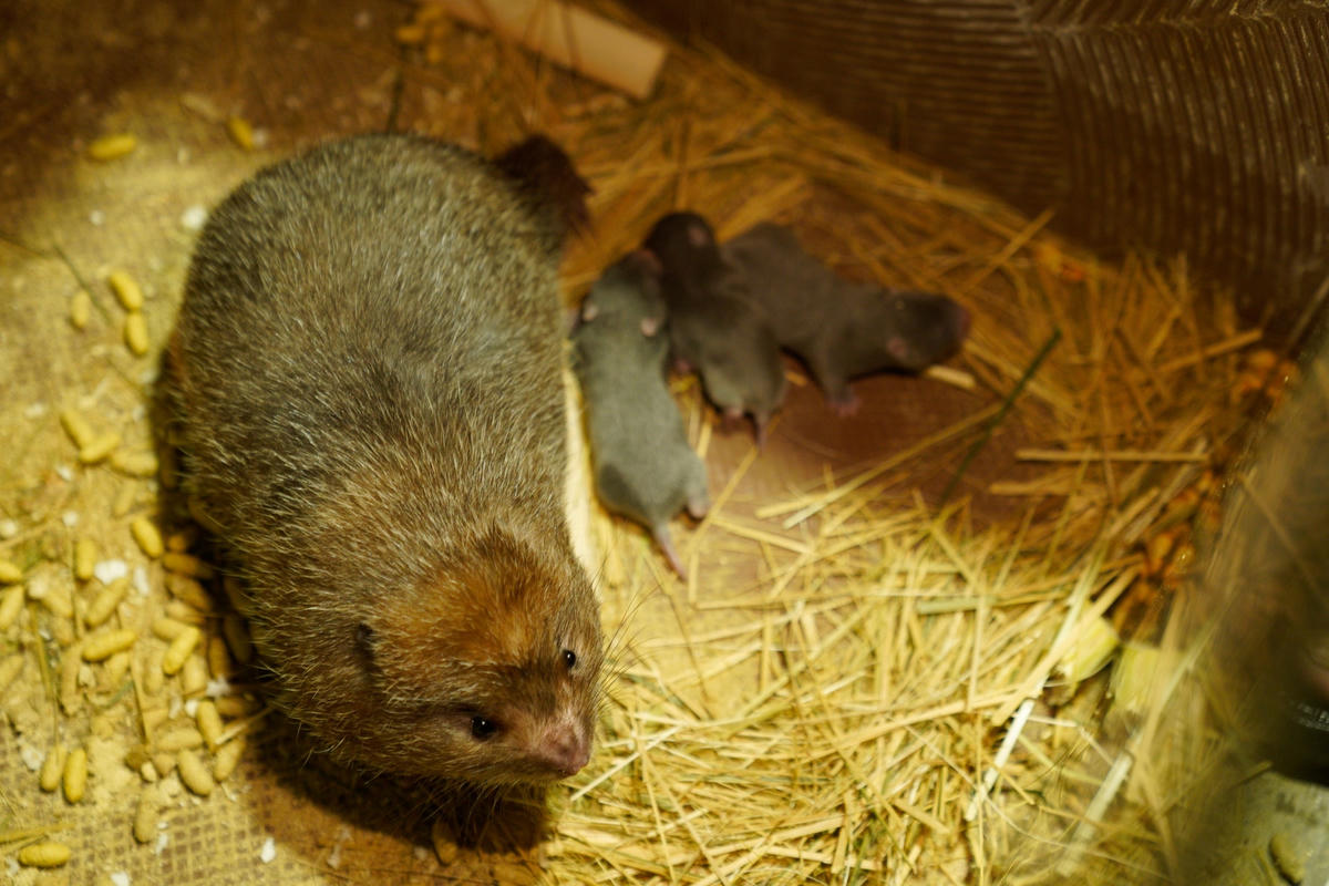 Dúi một năm đẻ khoảng 3-4 lần, mỗi đợt khoảng 4-5 con.