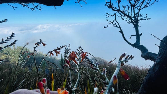 Lớp băng mỏng hình thành trên đỉnh Fansipan sáng 17/12. Ảnh: Tuổi trẻ.