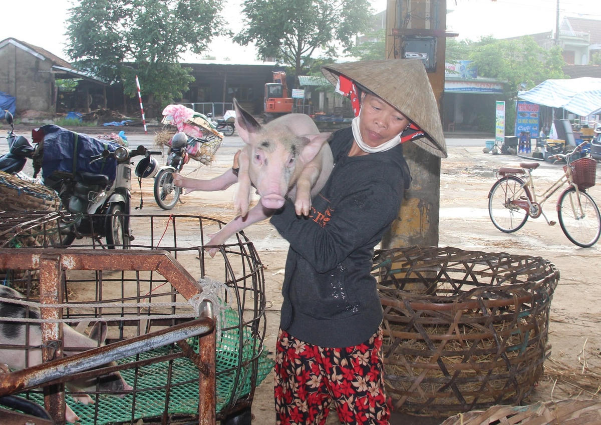 Bà Nguyễn Thị Một đang bồng heo sang lồng khác.