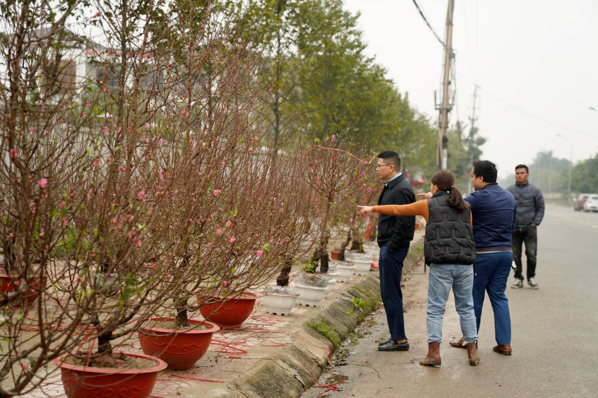 Chị Trần Thị Hoài (chủ vườn tại tỉnh Thái Bình) cho biết, vụ hoa Tết năm nay nông dân tập trung sản lượng cho phân khúc hoa trung bình. Những chậu cây có giá trị cao được điều tiết giảm mạnh tránh dư thừa. Dự báo sức mua năm nay yếu nên ngay từ khâu cho ra bông, nhiều nhà vườn cũng dè dặt sản lượng cung ứng hoa ra thị trường.