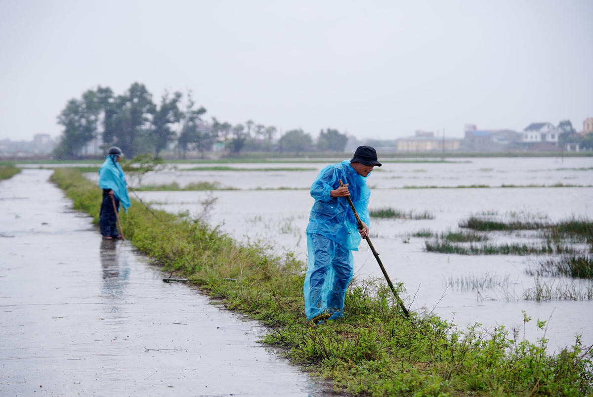 Ra đồng diệt chuột mỗi khi nước tràn đồng đã trở thành thông lệ với bà con xã Hội Cát. Ảnh: Cẩm Kỳ