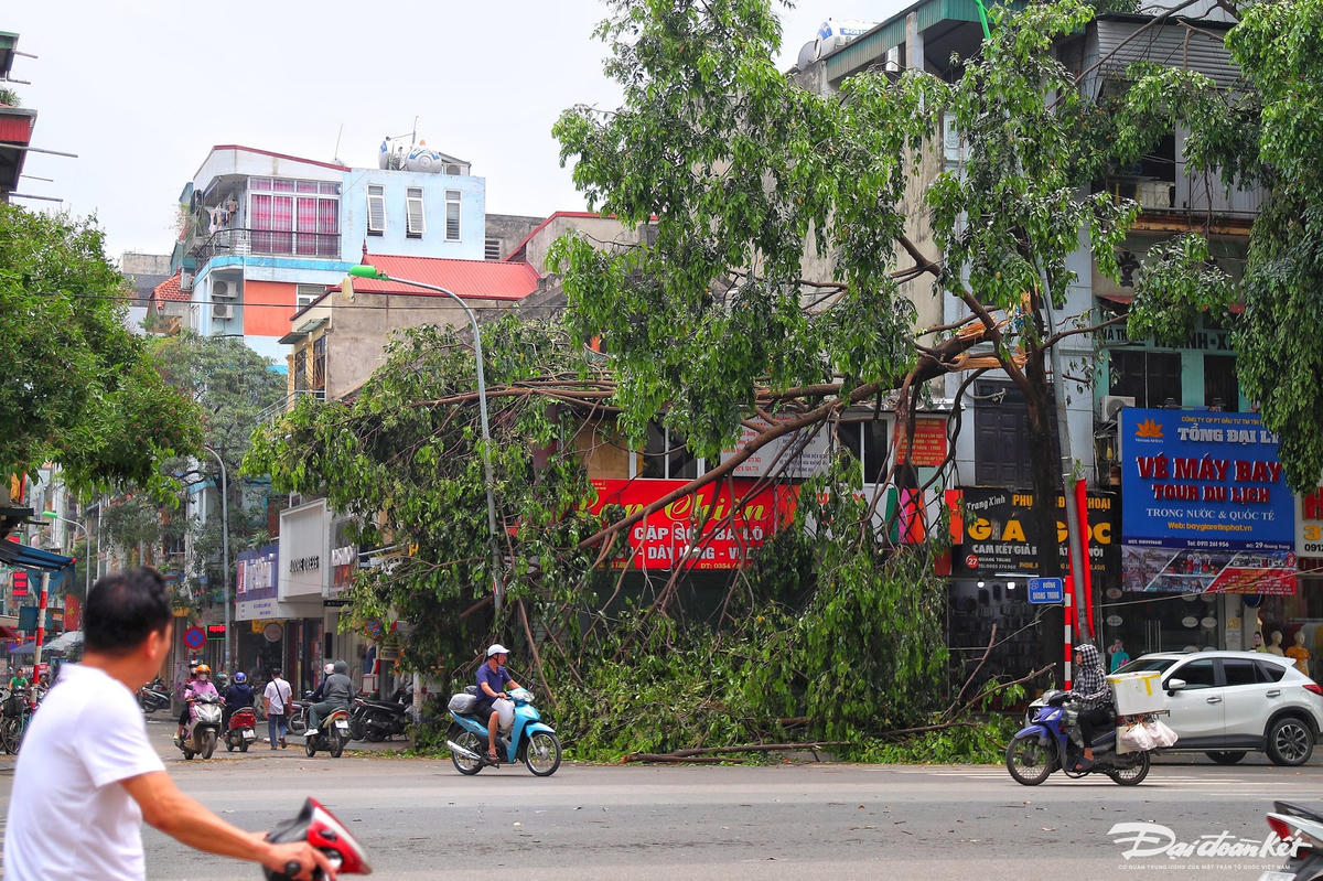 cay_do-le-khanh6.jpg