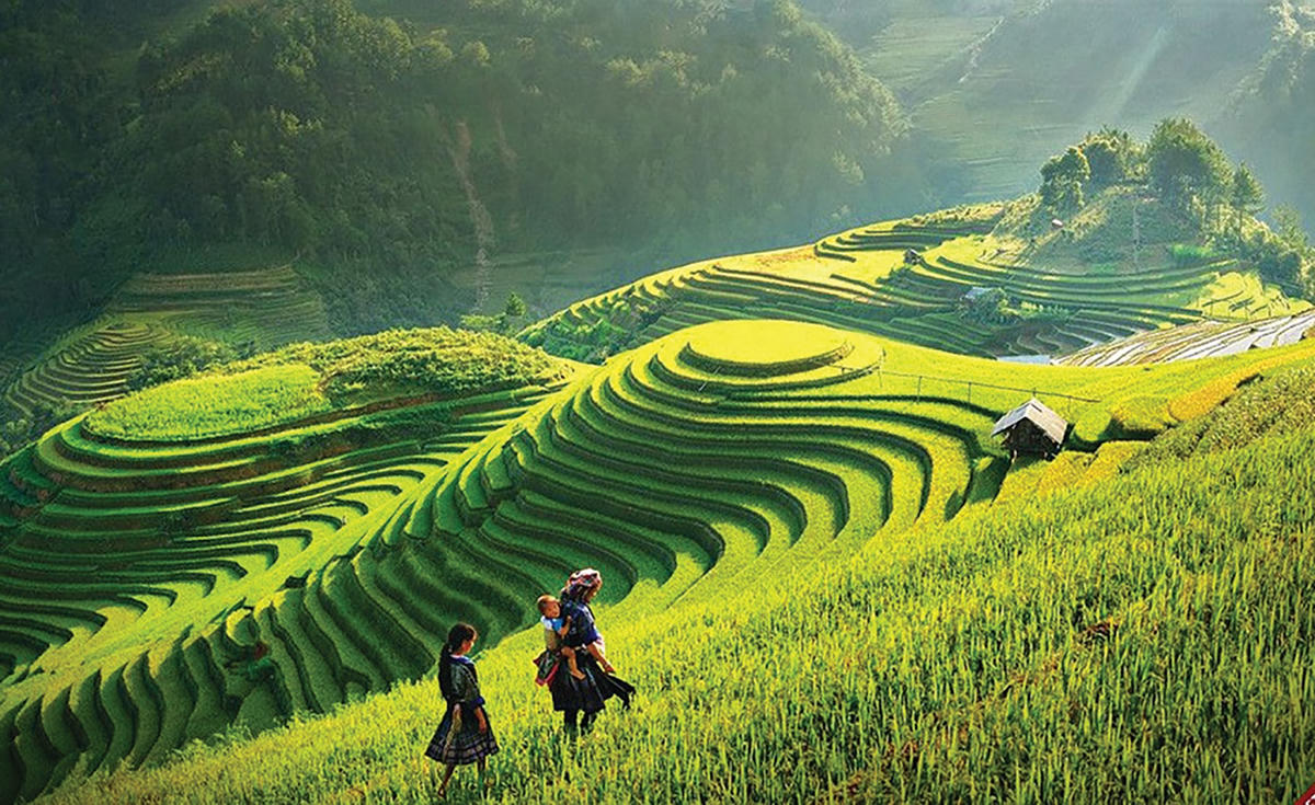 Đồi Mâm xôi mùa lúa chín.  