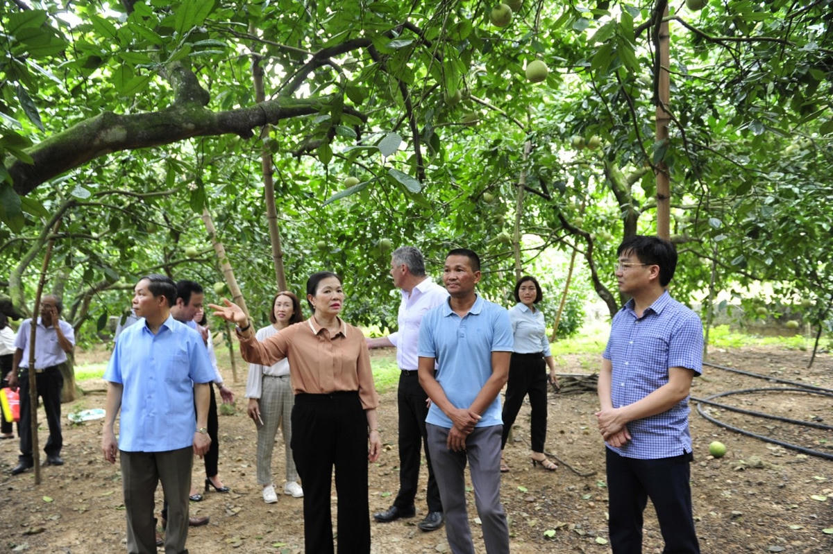 Phó Chủ tịch Trương Thị Ngọc Ánh thăm mô hình trồng bưởi tại xã Đội Bình, huyện Yên Sơn, tỉnh Tuyên Quang.