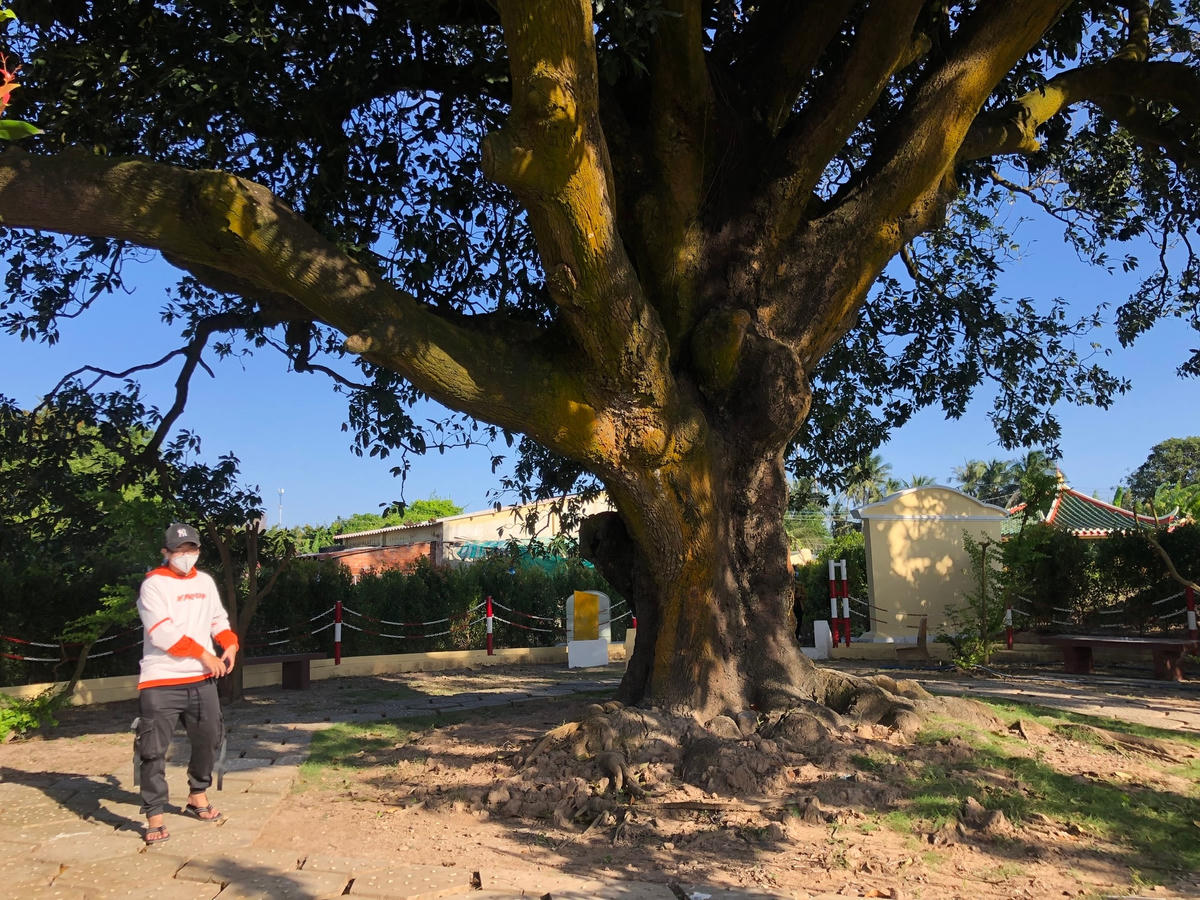 "Cụ xoài" hơn 340 tuổi đã được xếp hạng cây di sản Việt Nam.