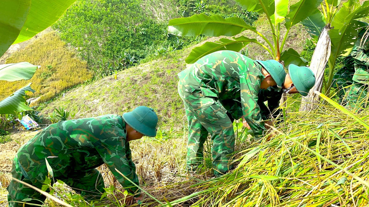 Nhiều diện tích lúa trên nương rẫy được gặt xong.
