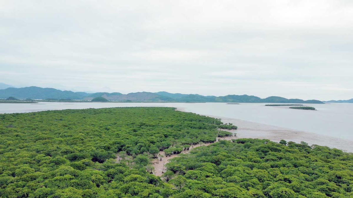 Màu xanh của những cánh rừng ngập mặn bao phủ một vùng cửa biển.