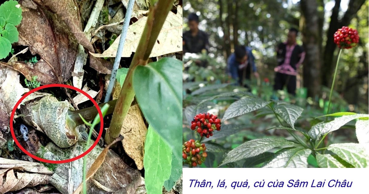 Là cây bản địa đặc hữu với nhiều dược tính quý hiếm bậc nhất, Sâm Lai Châu hứa hẹn sẽ là cây chủ lực để người dân làm giàu ngay trên đất rừng.