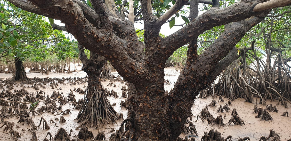 Trên những gốc cây già là các loài nhuyễn thể sống ký sinh.