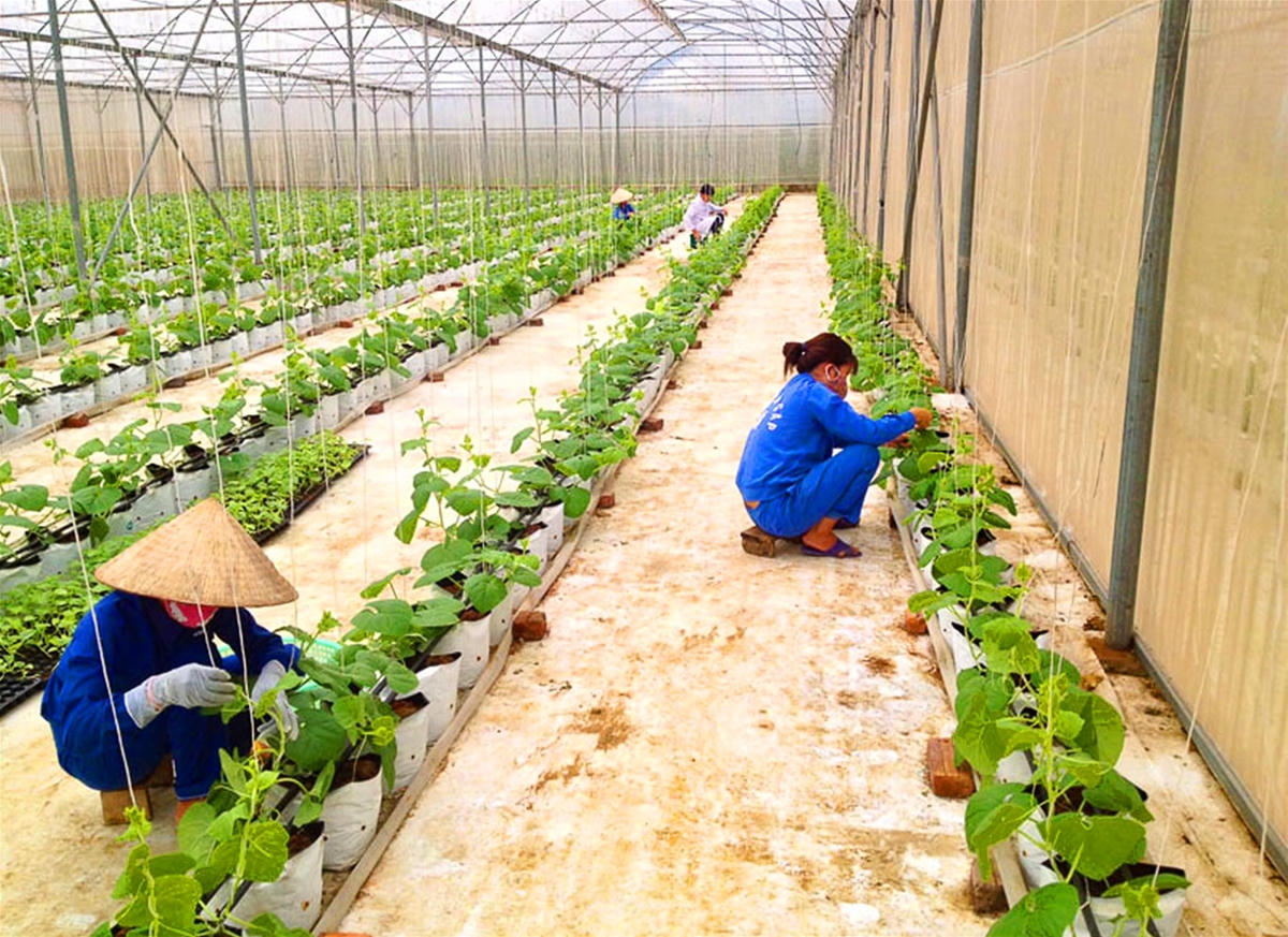 Mô hình sản xuất rau hữu cơ tại tỉnh Hòa Bình.