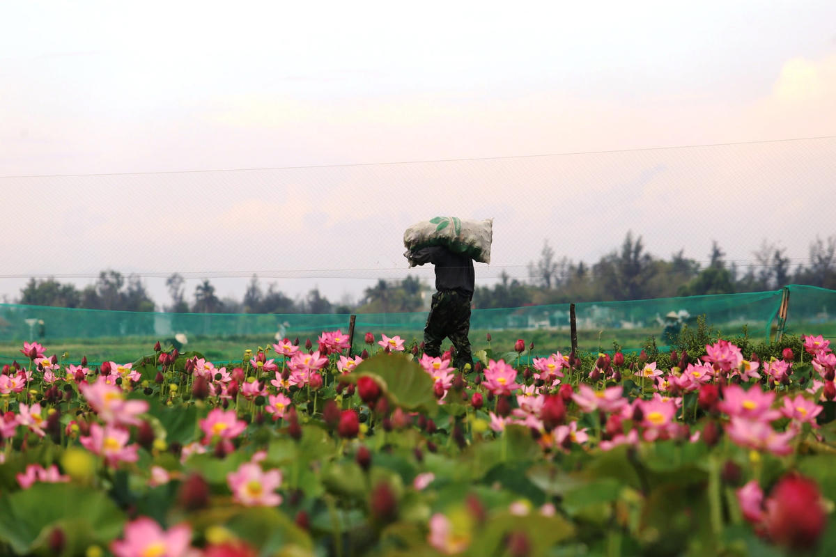 Người dân hái hạt sen đem về nhà bán cho thương lái.